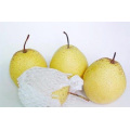 Provide Fresh Regular Snow Pear